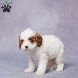 Paris, Cavapoo Puppy